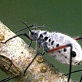 蚜蟲9.jpg