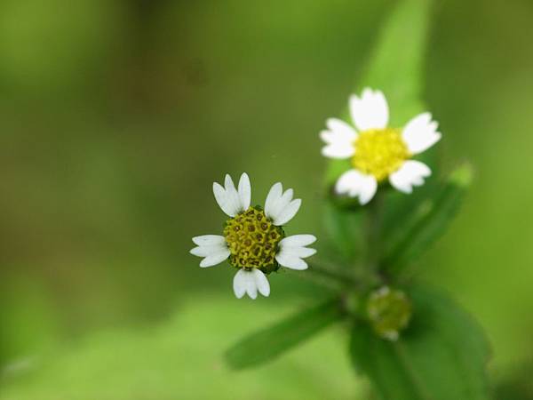 粗毛小米菊.jpg