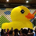 黃色小鴨_Rubber Duck_基隆_Keelung_終點站
