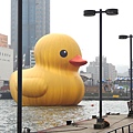 黃色小鴨基隆_Rubber Duck_基隆_Keelung_黃色小鴨火車