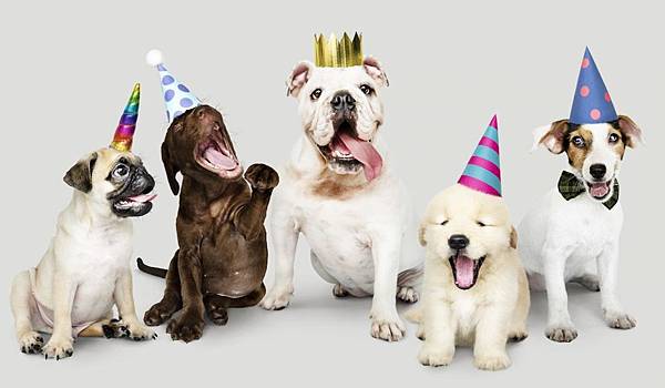 Celebrate-Your-Dog-with-a-Birthday-Pawty-1200x700.jpeg Celebrate-Your-Dog-with-a-Birthday-Pawty-1200x700.jpeg