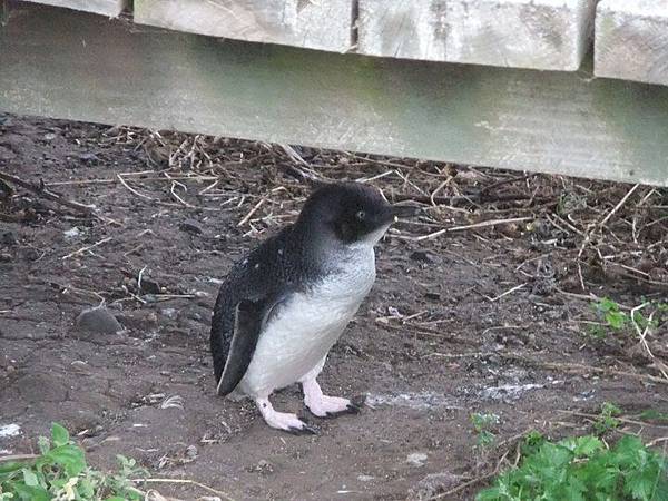 20cm 左右的小企鵝-Phillip Island.jpg