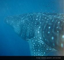 220px-Whale_shark_Australia