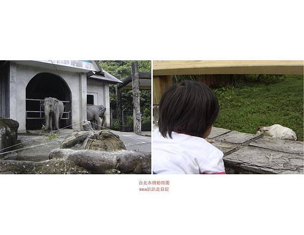 台北木柵動物園10.jpeg