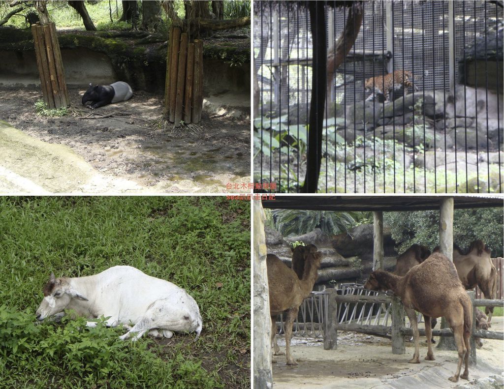 台北木柵動物園11.jpeg