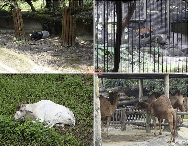 台北木柵動物園11.jpeg