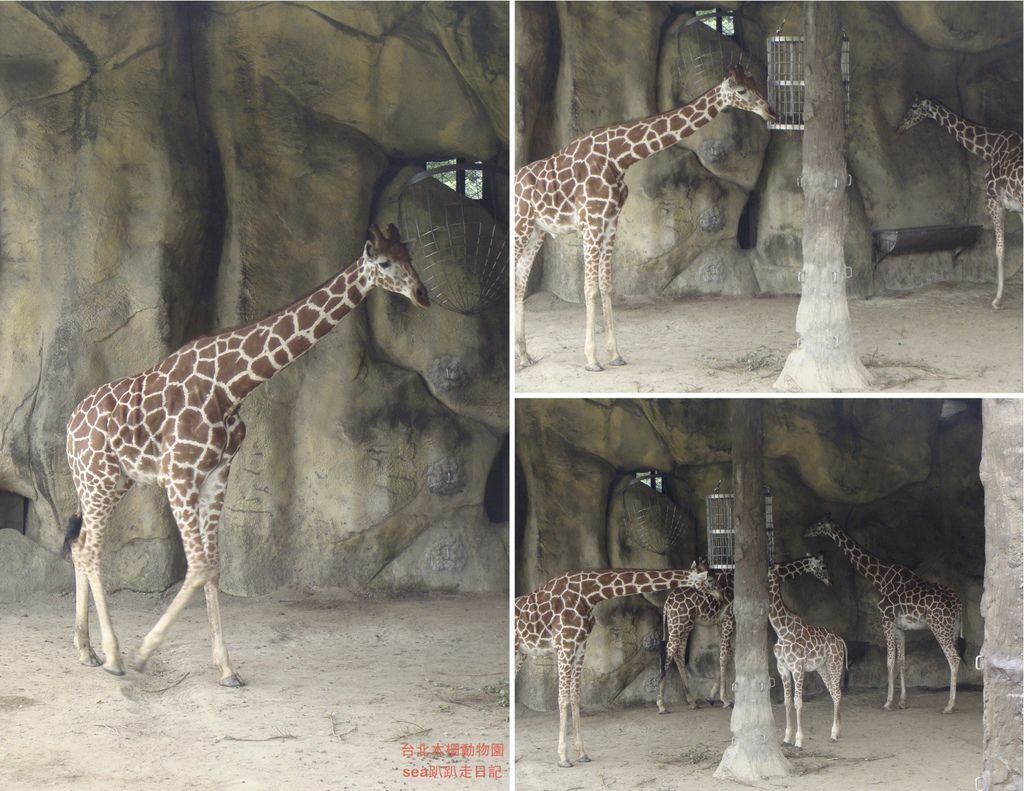 台北木柵動物園13.jpeg