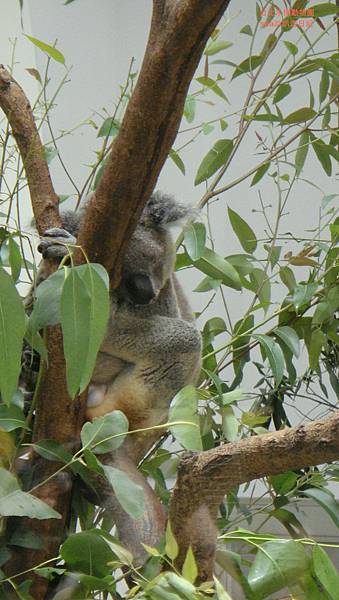 台北木柵動物園23.JPG