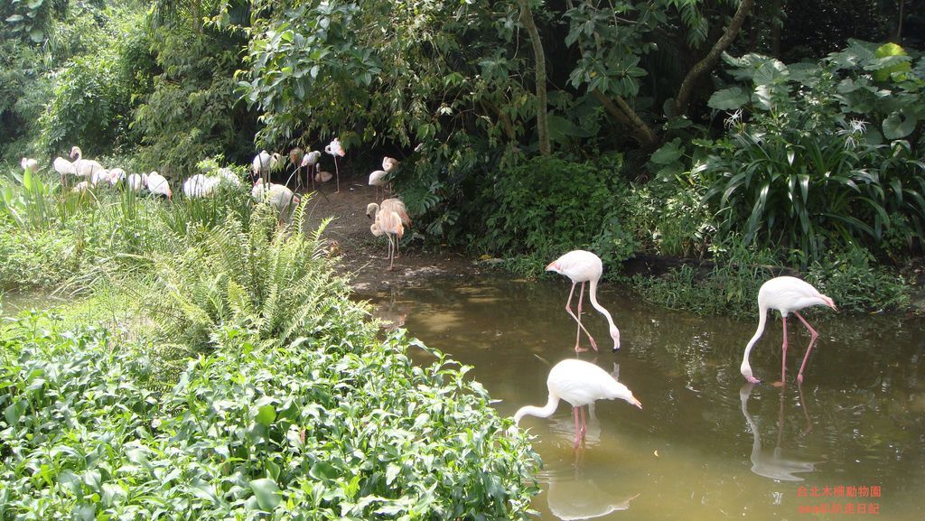 台北木柵動物園26.JPG