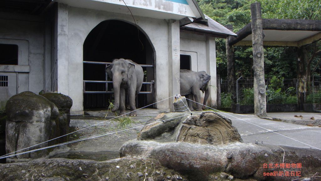 台北木柵動物園31.JPG