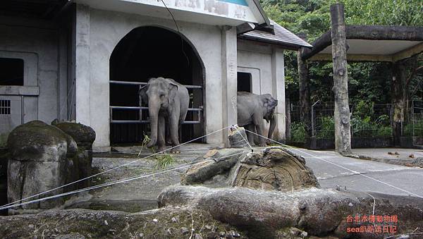 台北木柵動物園31.JPG