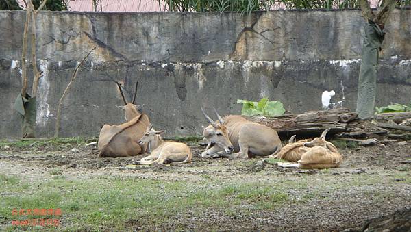 台北木柵動物園33.JPG