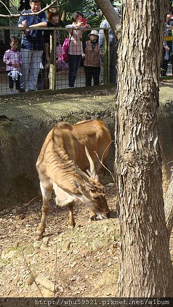 5過年初五新竹市立動物園5.JPG