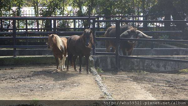 5過年初五新竹市立動物園6.JPG