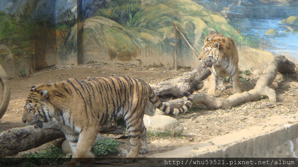 5過年初五新竹市立動物園15.JPG