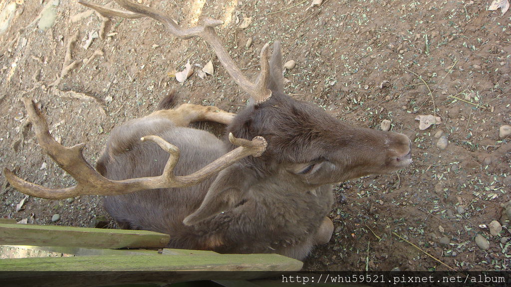 5過年初五新竹市立動物園16.JPG