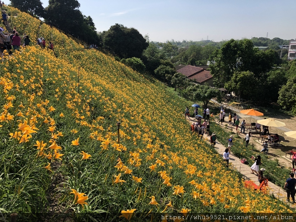 2020.4.29花壇金針花,芬園挑水古道桐花,青宏滴雞精4.JPG