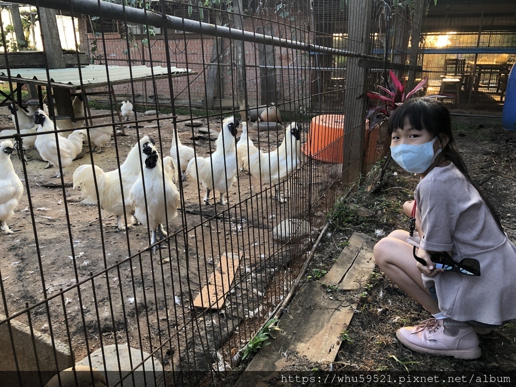 2020.4.29花壇金針花,芬園挑水古道桐花,青宏滴雞精22.JPG