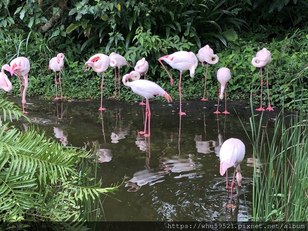 2020.5.30木柵動物園4.JPG