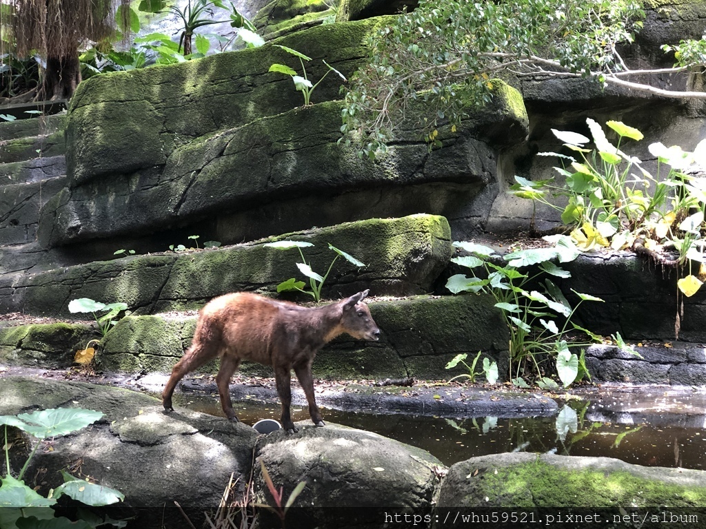 2020.5.30木柵動物園7.JPG