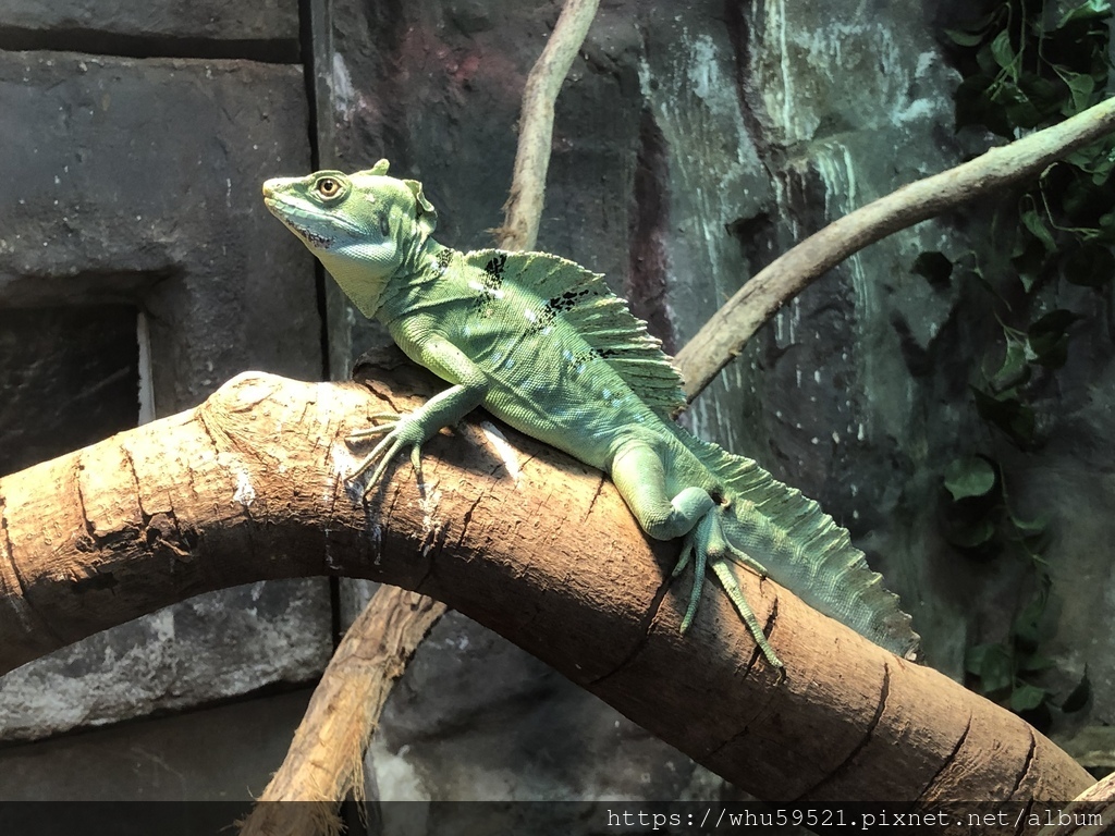 2020.5.30木柵動物園30.JPG