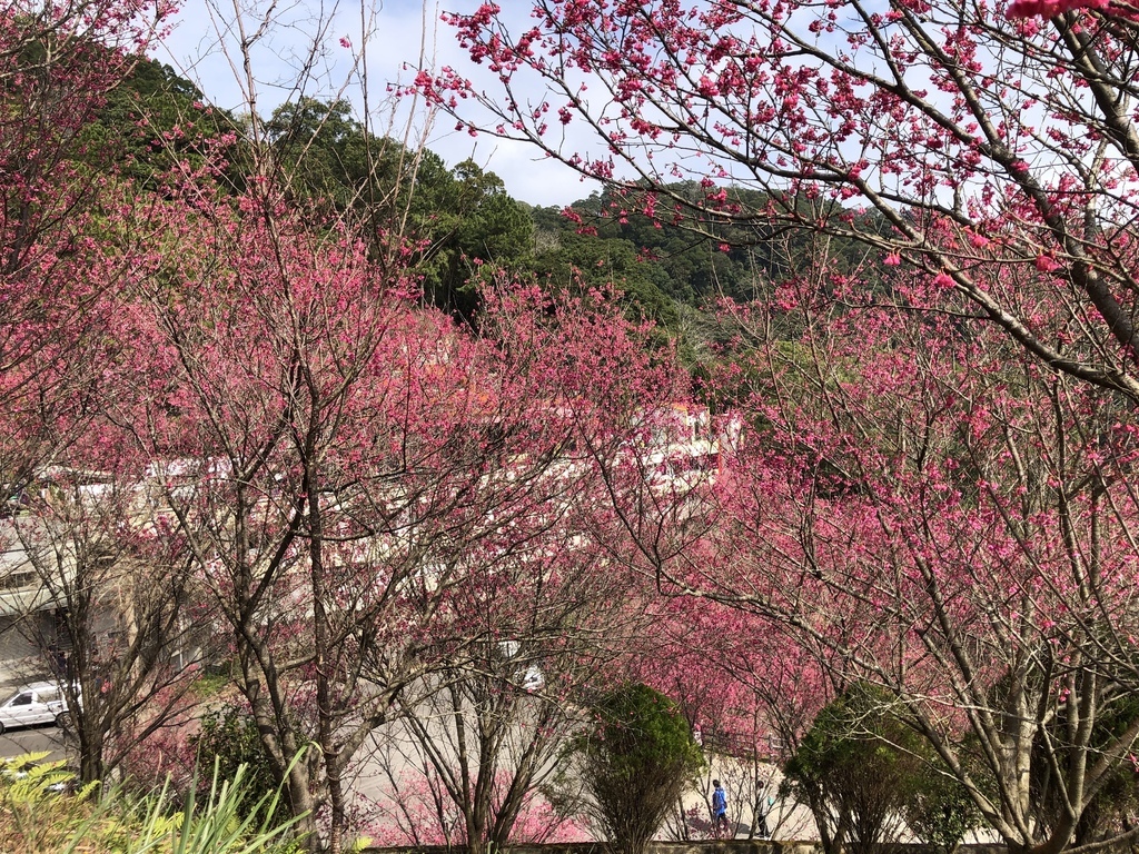 2023.2.3苗栗協雲宮靈洞宮協靈宮3.JPG