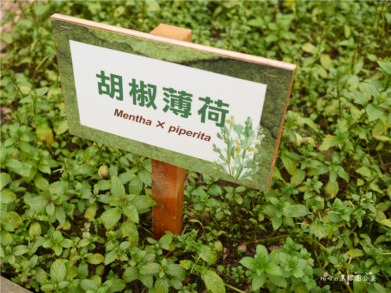 【宜蘭景點】2016宜蘭綠色博覽會。一份堅持綠色價值的「糧心」❤ 黑眼圈公主 ❤