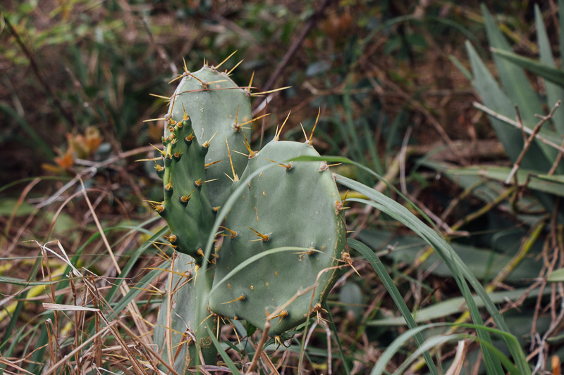 20190327_blog_031_2019-03-16_Canon EOS 77D_po-toi-island_IMG_0821.jpg