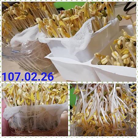 豆芽菜1.jpg