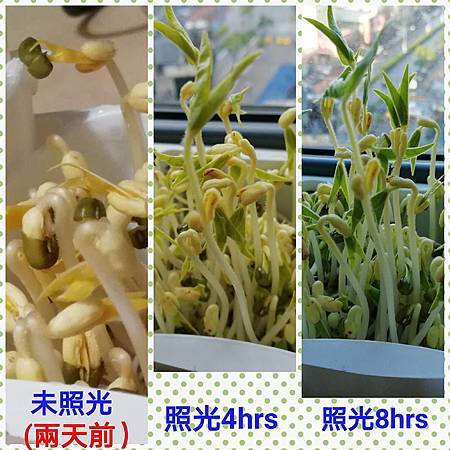 豆芽菜5.jpg 豆芽菜5.jpg