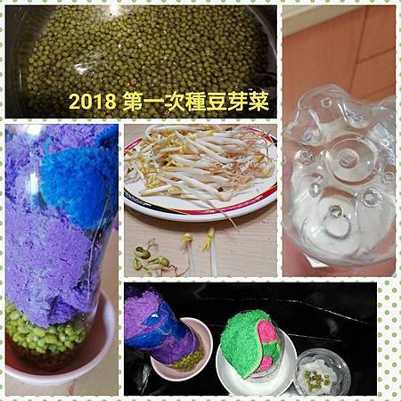 豆芽菜4.jpg 豆芽菜4.jpg