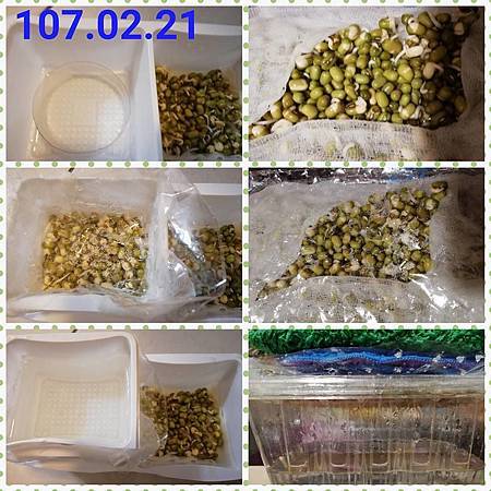 豆芽菜2.jpg 豆芽菜2.jpg