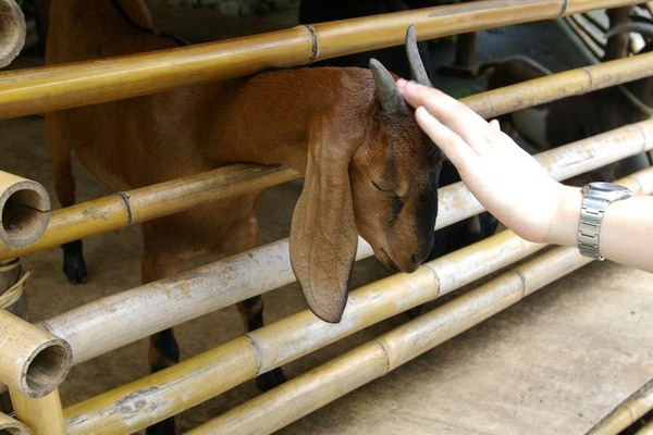 可愛小動物 (羊妹妹)