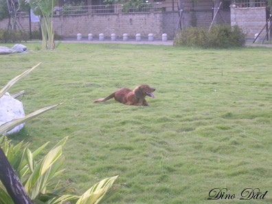 長毛臘腸犬-佐助君(公園運動中)