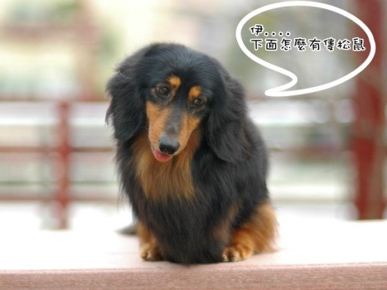 羅倫斯犬舍-"佐助之父 雷神"