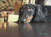 Dachshund4.jpg