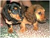 Dachshund16.jpg