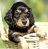 Dachshund40.jpg