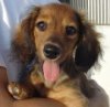 Dachshund42.jpg