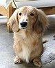 Dachshund45.jpg