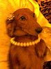 Dachshund68.jpg