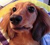 Dachshund72.jpg