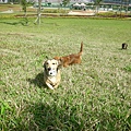 新店陽光運動公園-散步去 5.JPG