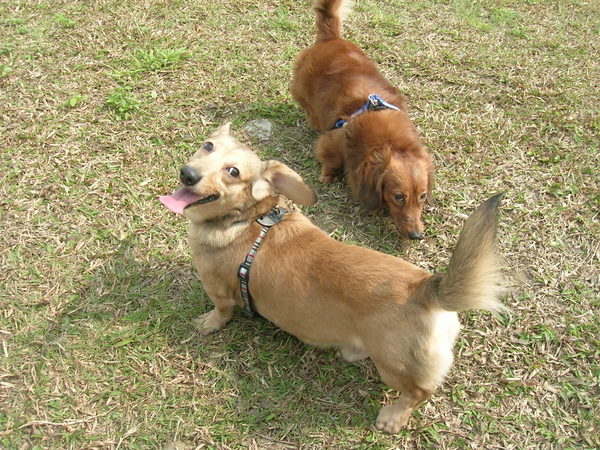 新店陽光運動公園～蹓狗趣