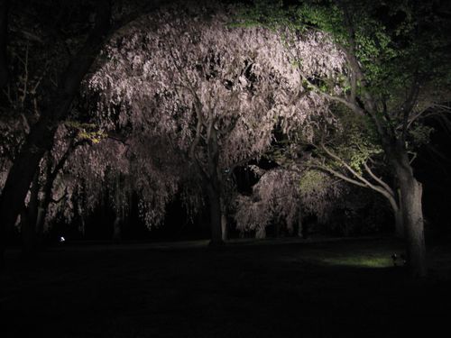 4-17京都二條城夜櫻