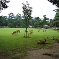 01奈良公園的鹿群.JPG