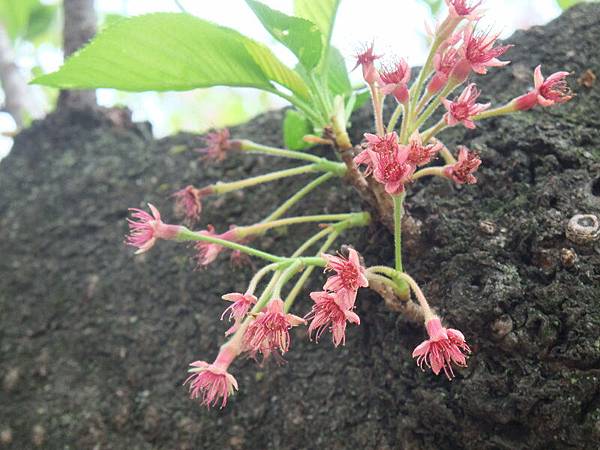 剛開的櫻花