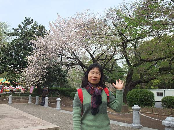 上野公園櫻花