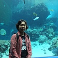 沖繩美麗海水族館