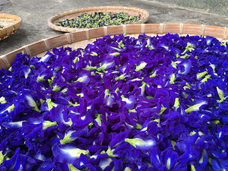 蝶豆花Butterfly Pea